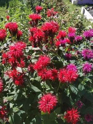 File:Monarda hybrida 'Squaw' 01.JPG - Wikimedia Commons