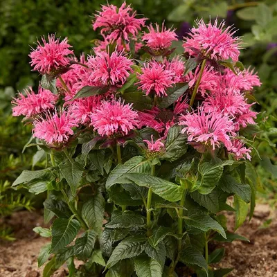 Монарда бергамот (малиновая) двойчатая Пинк Лейс (Monarda didyma Pink Lace)  купить с доставкой по Беларуси \"BuonRoza \"