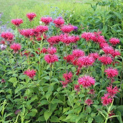 Монарда двойчатая Balmy Pink - Монарда - GardenPlants