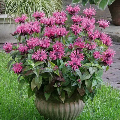 Монарда двойчатая Файерболл (Monarda didyma Fireball) — Питомник Летний сад