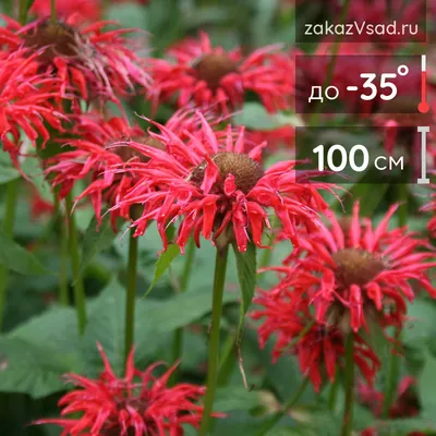 File:Monarda 'Panorama' 04.JPG - Wikimedia Commons