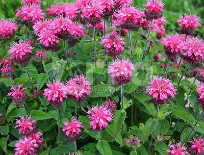 🌱 Монарда (Дикий бергамот) гибридная Melua Pink по цене от 1200 руб:  саженцы, рассада - купить в Москве с доставкой - интернет-магазин Все Сорта