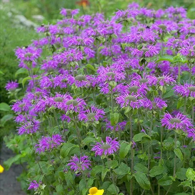 Монарда сиреневая купить в blumgarden.ru