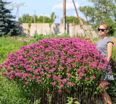 Красный Цветок Monarda Цветущий Monarda Саду стоковое фото ©ovju@yandex.ru  295254076