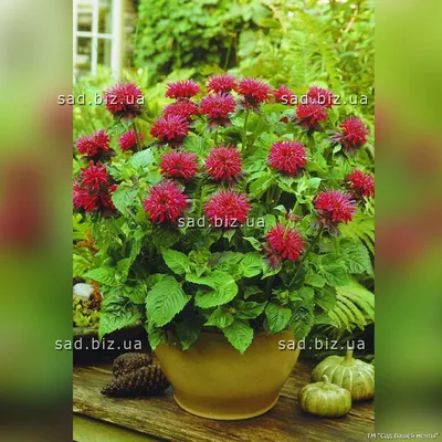 Монарда 'Prarienacht' (Monarda 'Prarienacht')