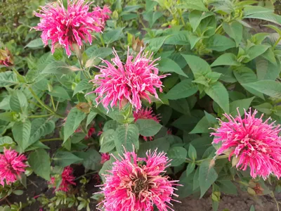 Монарда гибридная Би Мерри (Monarda hybrida Bee-Merry) Р13 — Питомник  Летний сад