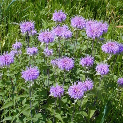 Монарда (Monarda hybrida \"Gardenview Scarlet\") - Орехоплодный питомник