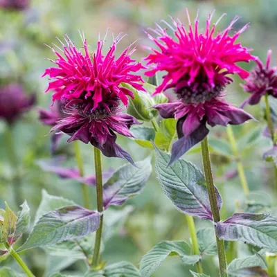 Монарда гибридная Cambridge Scarlet Мonarda hybrida Cambridge Scarlet -  купить сорт в питомнике, саженцы в Санкт-Петербурге