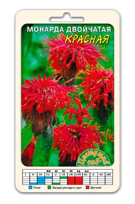 Монарда гибридная Raspberry wine