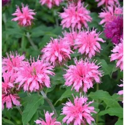 Монарда гибридная (Monarda х hybrida) - купить саженцы в Украине недорого  почтой | FLORIUM.UA