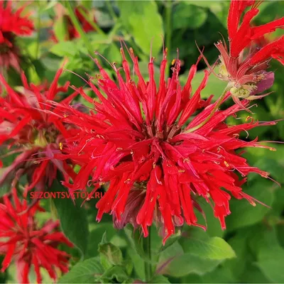 Monarda didyma 'Fireball', Монарда двійчаста 'Файрбол' - \"Зелені Янголи\",  розсадник рослин