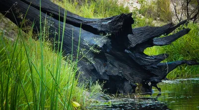 Купить мореный дуб в Минске | Слэбы и доска мореного дуба