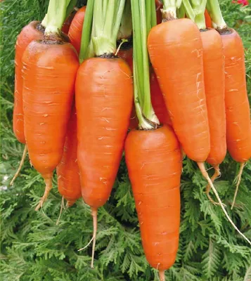 Морковь Абако F1 (Seminis) - купить семена из Голландии оптом - АГРООПТ