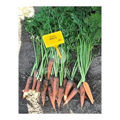 АБАКО F1 / ABACO F1 - Морковь, Seminis купить в Украине - цена, фото,  отзывы | Agrolife