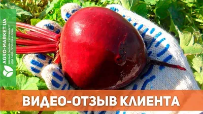 Морковь садовита Абако - купить по выгодным ценам в интернет-магазине OZON  (506332775)