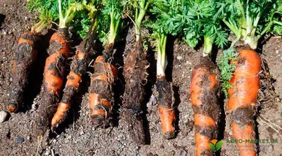 Болезни моркови: болезни моркови при выращивании - Agro-Market