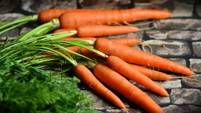Уродливые морковь на фоне повреждения Pest мутации болезней овощных кровати  сад Стоковое Изображение - изображение насчитывающей муха, сезонно:  196342635