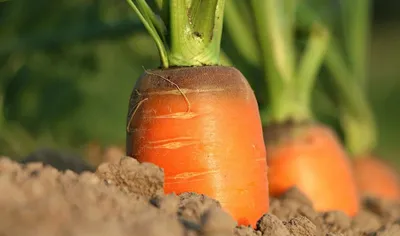 Уродливые морковь на фоне повреждения вредителей болезней овощных кровати  сад Стоковое Изображение - изображение насчитывающей бакалеи, доморощенный:  196342577