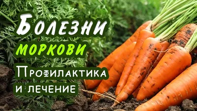 Здоровье | Морковь, Лучшие рецепты, Советы