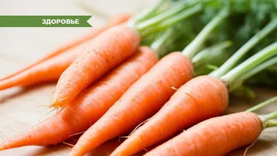 В Петербурге нашли возбудитель болезни «Зебра чип» в итальянских семенах  моркови | Телеканал Санкт-Петербург