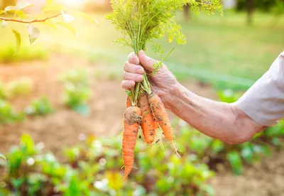 Сохранить морковь от болезней