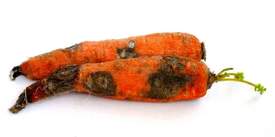 Альтернариоз моркови – Агрохиминвест-НН