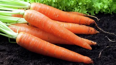 Морковь посевная — Википедия