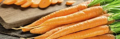 Болезни моркови - описание с фото и способами лечения