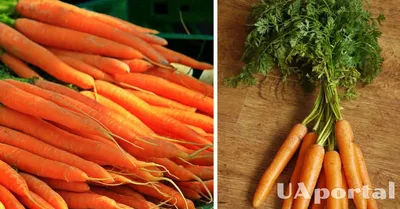 Что будет, если есть морковь каждый день? Польза и вред овоща. Мнение  специалистов - Чемпионат