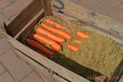 Морковь: об уборке и хранении - Журнал Хозяин