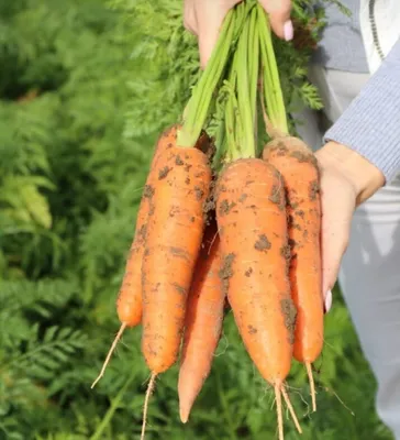 Болезни моркови и средства защиты — SonceSad Болезни моркови и средства  защиты — SonceSad