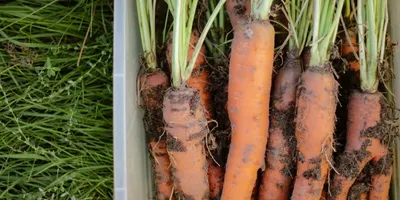 Морковь Осенний король | Усадьба