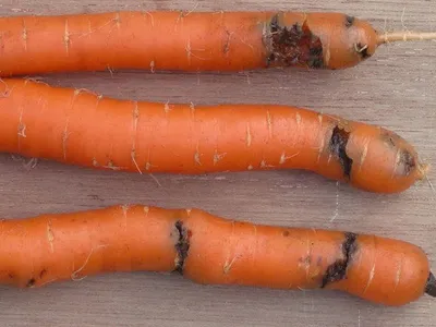 Как уберечь морковь на грядке от болезней и морковной мухи | Брусника | Дзен