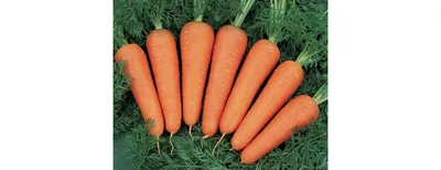 Болезни моркови и средства защиты — SonceSad Болезни моркови и средства  защиты — SonceSad