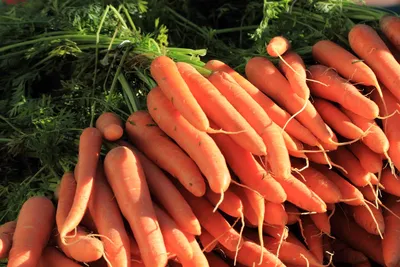 Морковь вырастет крупной и сладкой: это копеечное средство не только  обеспечит рекордный урожай, но и защитит овощ от болезней | 06.07.2023 | NVL