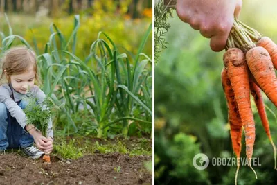 Маска морковь для детей на голову — Все для детского сада
