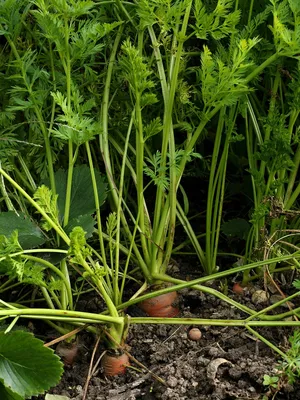 Почему морковь корявая и рогатая: причины проблемы и решение? - AGRO.UZ