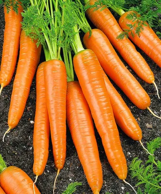 ➤ Морковь 1 сорт купить в Киеве и Украине по цене от 11.89 грн/кг ☆ АТБ  Маркет