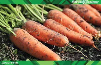 Купить семена Морковь Белочка F1 — от НПО Сады Росcии