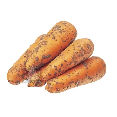 ᐈ Морковь мини, производство Импорт, купить оптом за 227.00 p. в магазине  Продуктовая база ShopProdukt