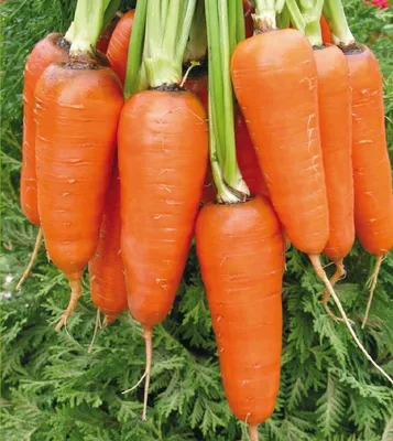 Морковь Солнечная жёлтая - один из самых старых сортов моркови