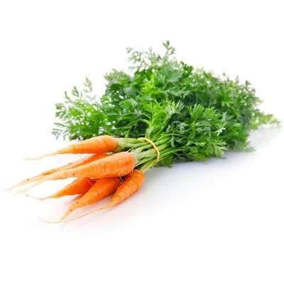Морковь Абако F1 (Seminis) - купить семена из Голландии оптом - АГРООПТ