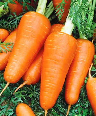 Морковь Длинная тупая без сердцевины Лидер из Семена Моркови 17руб.