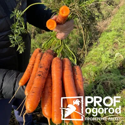 Морковь крупная, сладкая, 1 кг - купить с доставкой по выгодным ценам в  интернет-магазине OZON (248896971)