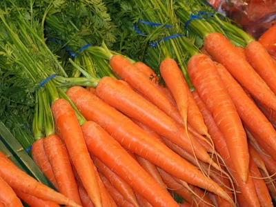 Морковь Боливар F1 (Clause) - купить семена из Франции оптом - АГРООПТ