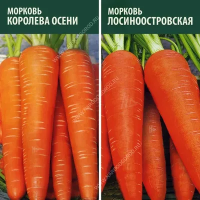 Семена Морковь \"КОРОЛЕВА ОСЕНИ\" Семена на ленте, 8 М (1820301) - Купить по  цене от 22.60 руб. | Интернет магазин SIMA-LAND.RU