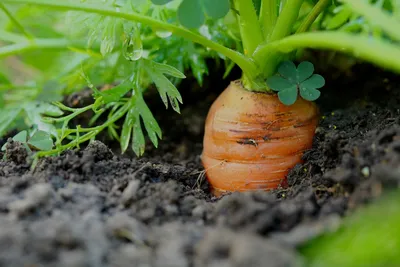 Морковь,на грядке,деревня,реалистично…» — создано в Шедевруме