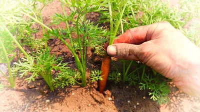 Морковь на грядке» — создано в Шедевруме