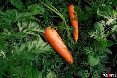 Спрашивали? Отвечаем. Морковь и дайкон можно оставить зимовать на грядке |  Дняпровец. Речица online