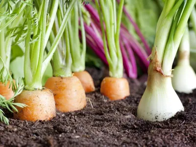 Когда убирать морковь: сроки в 2023 году, правила и советы по хранению |  ivd.ru